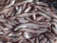幻魚の干物　20尾入