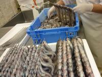 幻魚の干物　20尾入